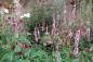 Mobile Preview: Bistorta amplexicaulis 'Roseum' | Kerzenknöterich